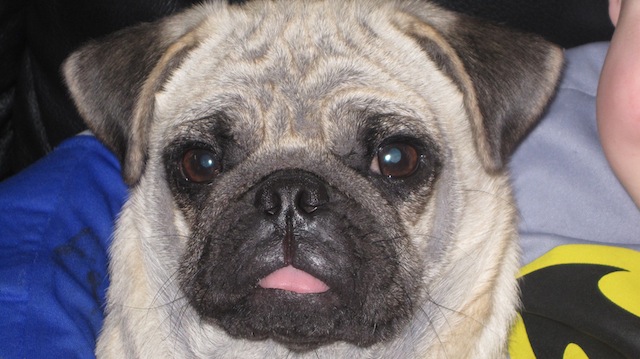 Harvey