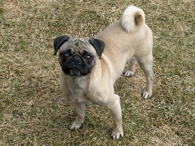 luke