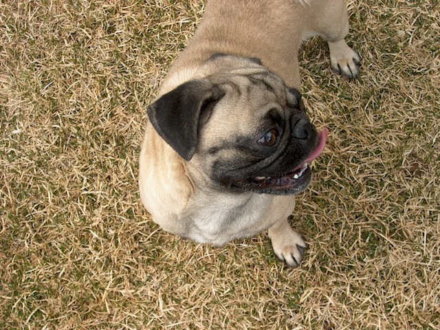 luke