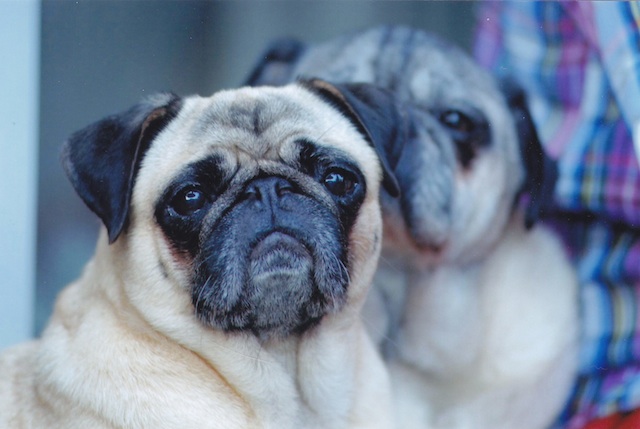 pug name