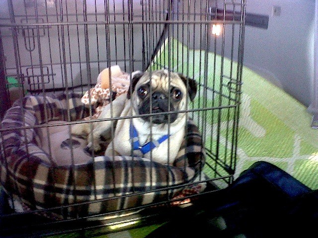 Monkey