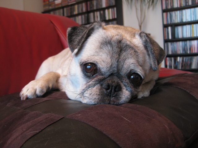 Munchkin