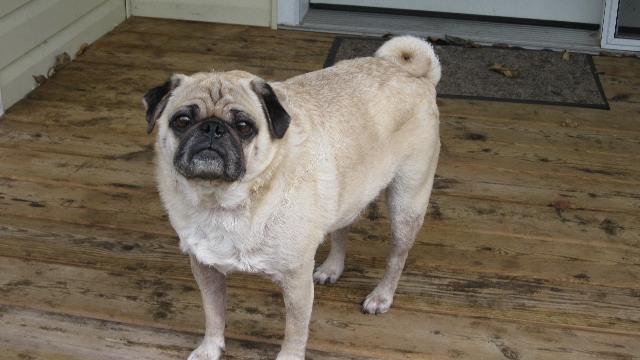 Murdoch