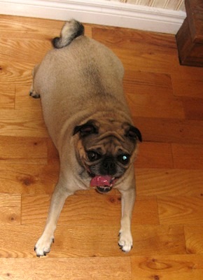 Nellie