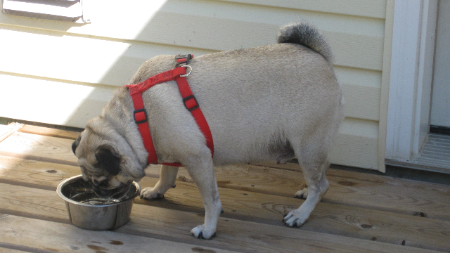 Nellie
