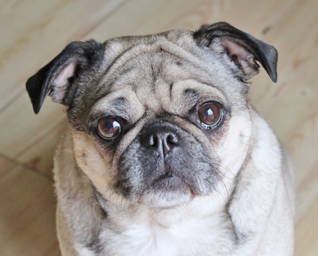 Nellie