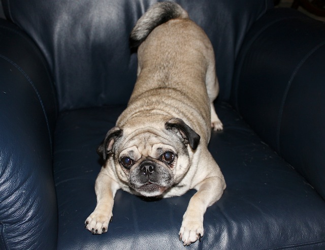 Nellie