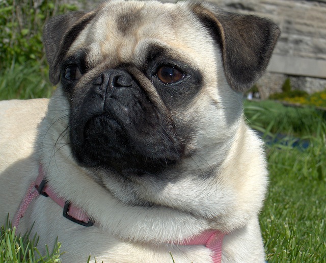 pug name