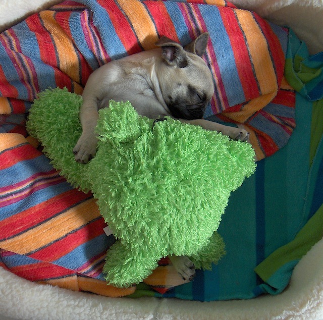 pug name