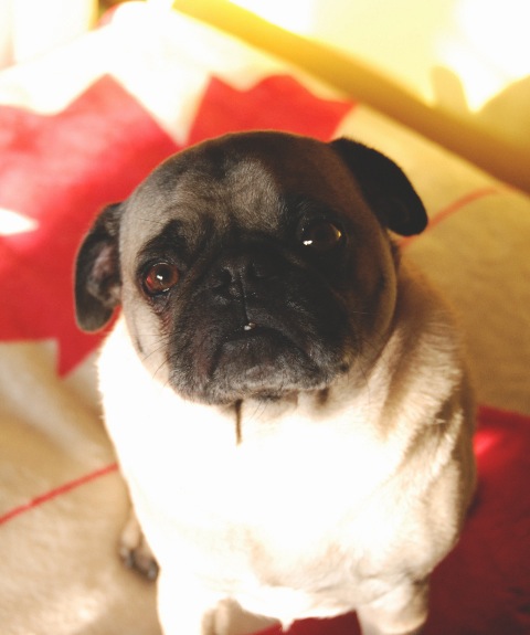 Tomas