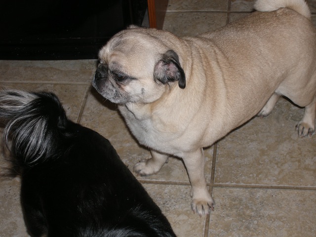 Chico