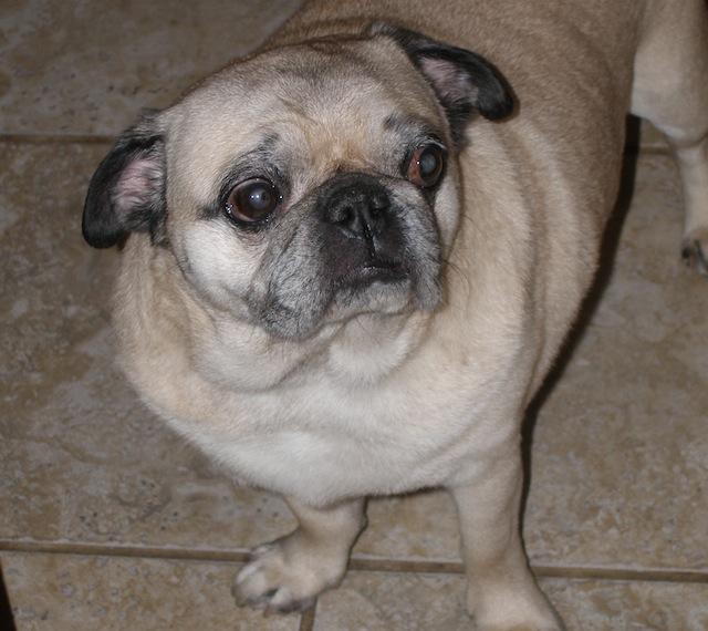Chico