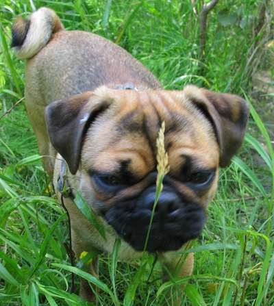Dudley