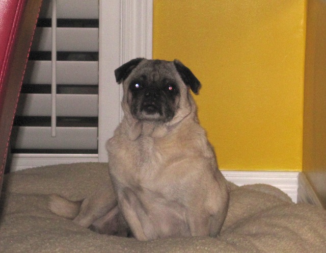 Princess Fiona