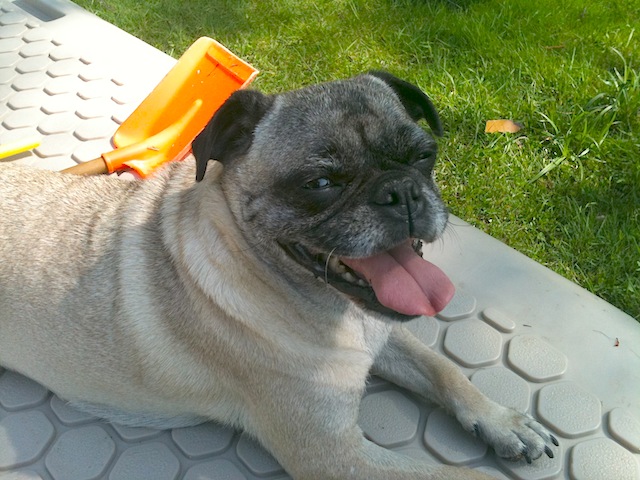 Princess Fiona