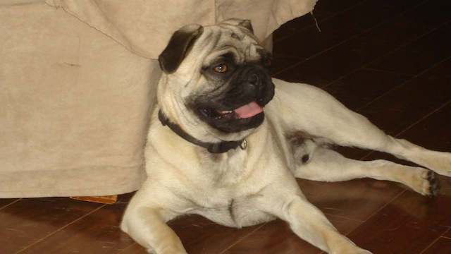 Ozzie