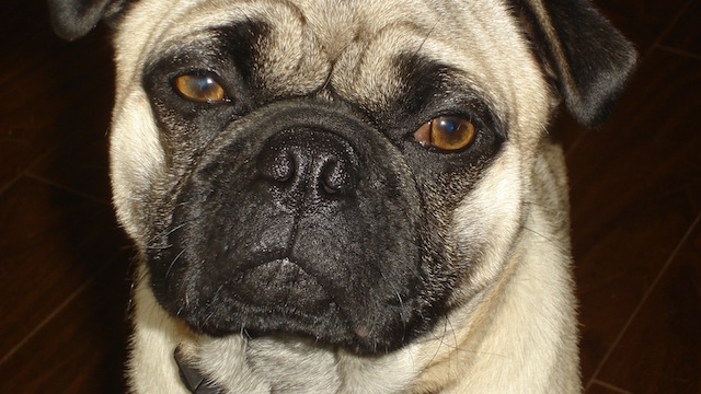 Ozzie