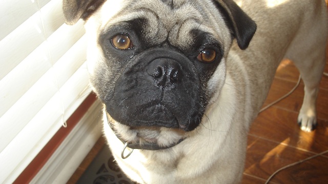 Ozzie