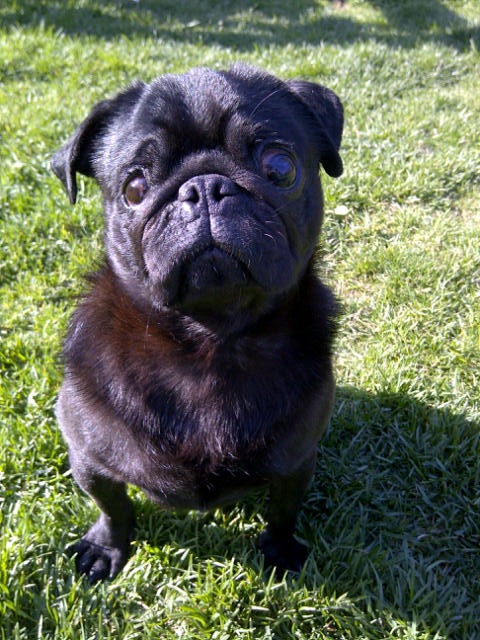 remo
