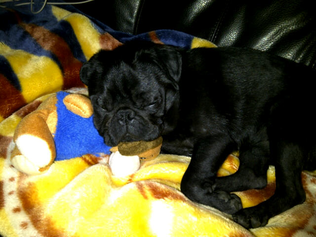 remo