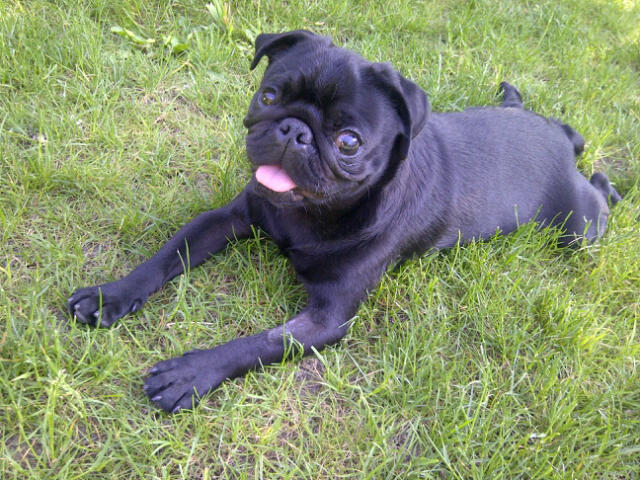 remo
