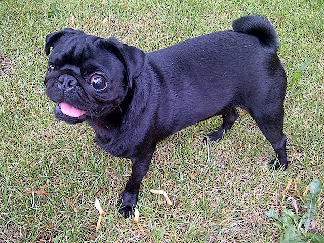 remo