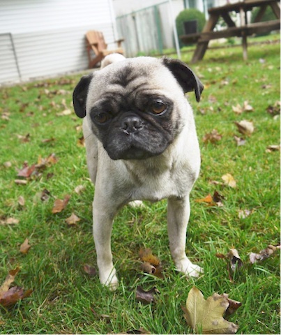 Rupert