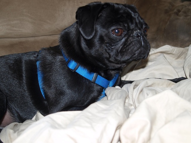 Shiloh