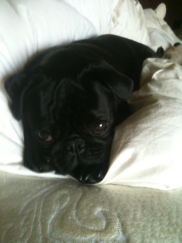 Shiloh