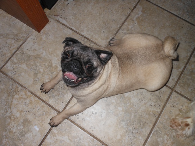 Willow