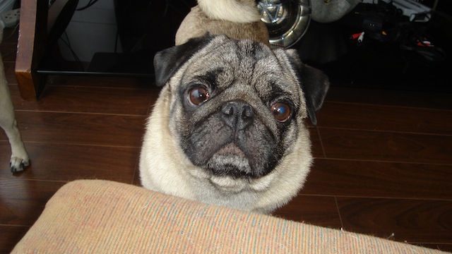 Winston