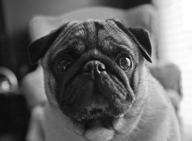 Winston