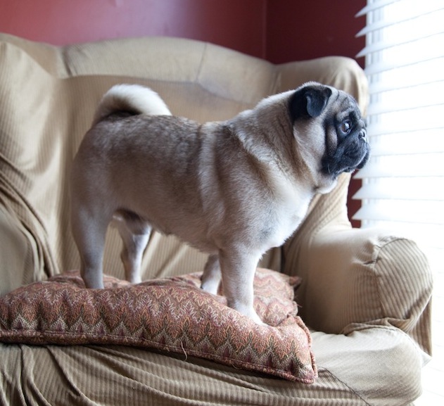 Winston