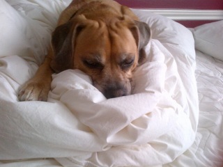 Baxter