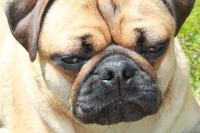 Dudley