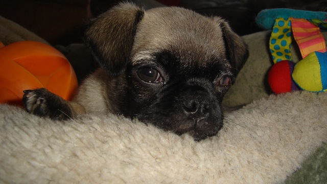 Fergus