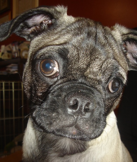 Fergus