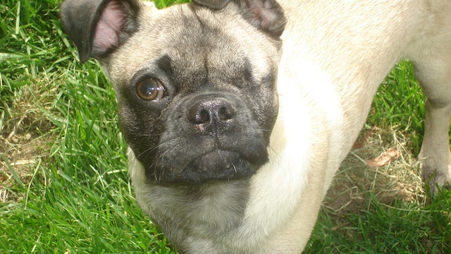 Fergus