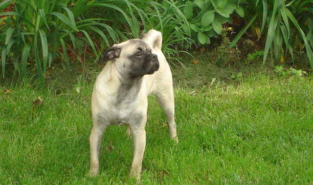 Fergus