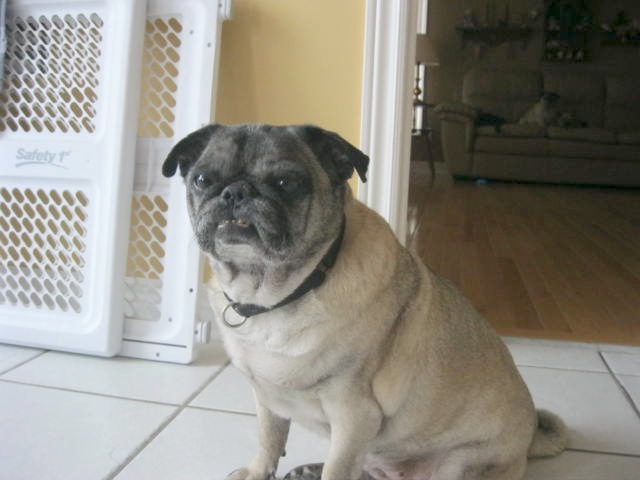 Mr Snortles
