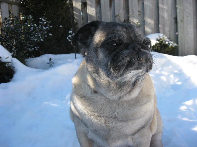 Mr Snortles