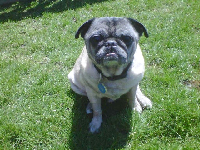 Mr Snortles