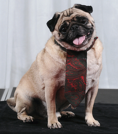 pug name