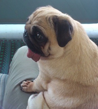 Peggy