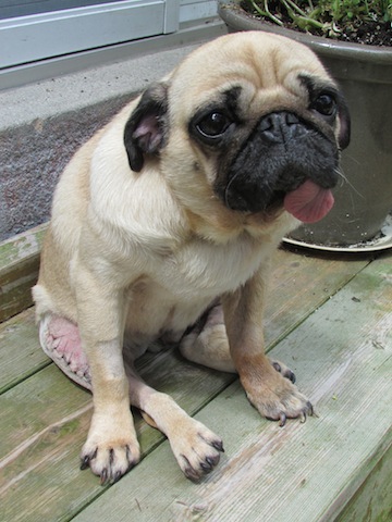 Peggy