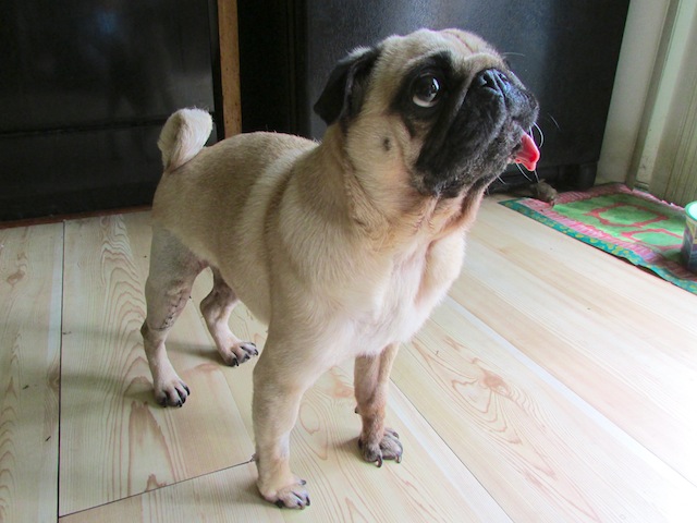 Peggy