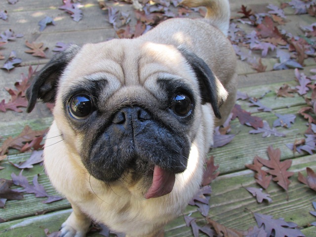 Peggy