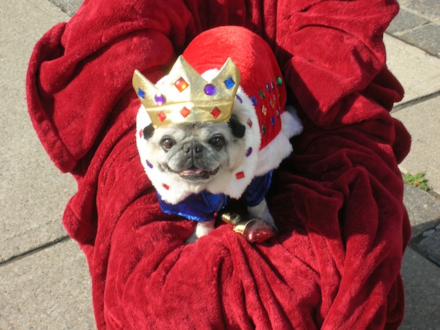 Sir Maximillion