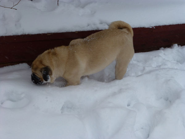 Tinka