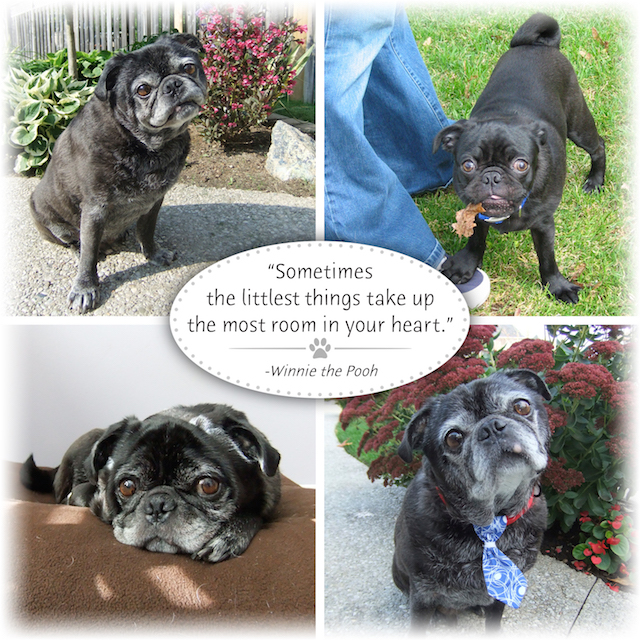 pug name